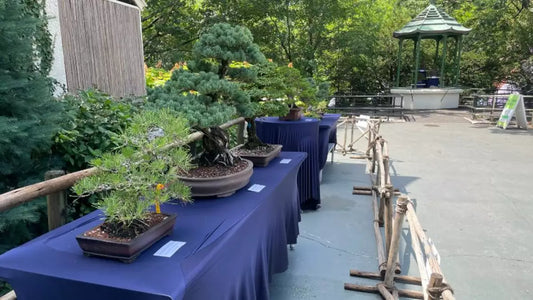 Bonsai Trees Take Over Franklin Park Zoo